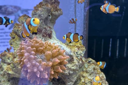 Port Dickson Ornamental Fish Centre